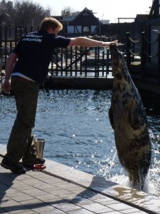 animal training in zoos