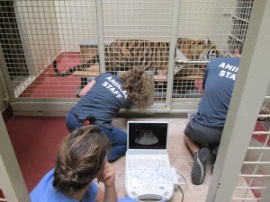 Animal Trianing and Enrichment 2