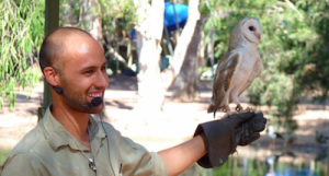 ryan barn owl tiny